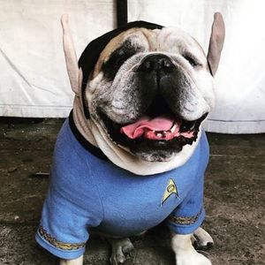 Saco Mr Spock para perro geek